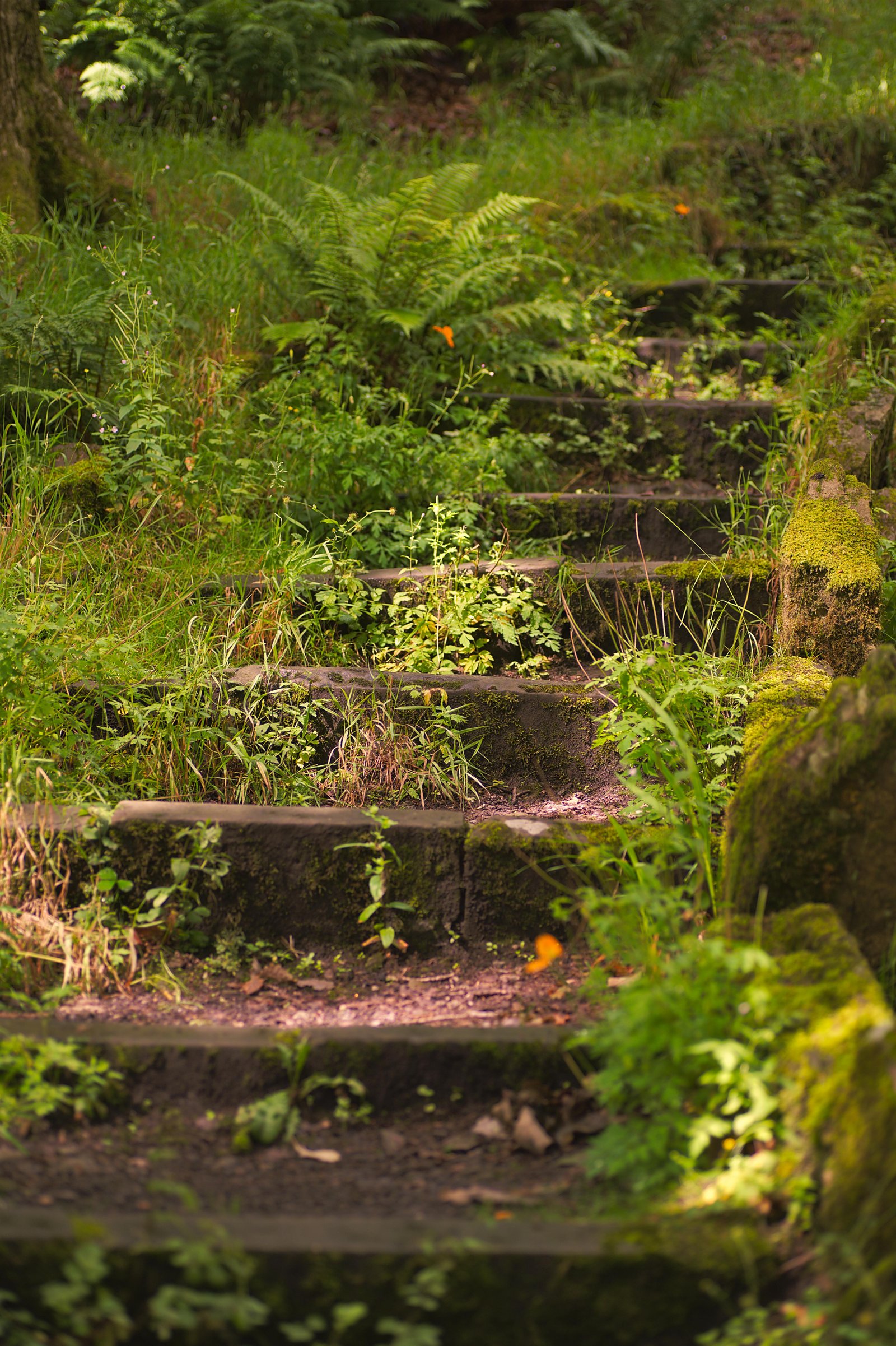 Sanaciones chamánicas